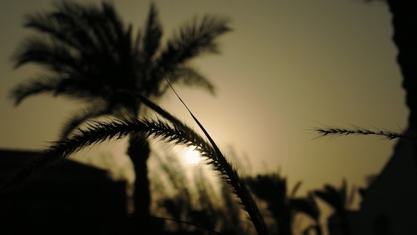Spikes and Palm Trees Silhouette at the Sunset