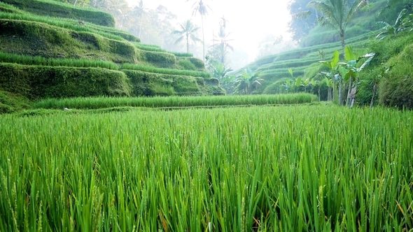  Tegalalang Rice Paddies in the Heart of Bali, Ubud, Indonesia. Sunny Day.