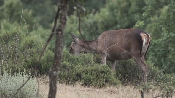 Female Deer Feeding with Heather in the Bush