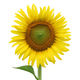 Yellow sunflower isolated on white - PhotoDune Item for Sale