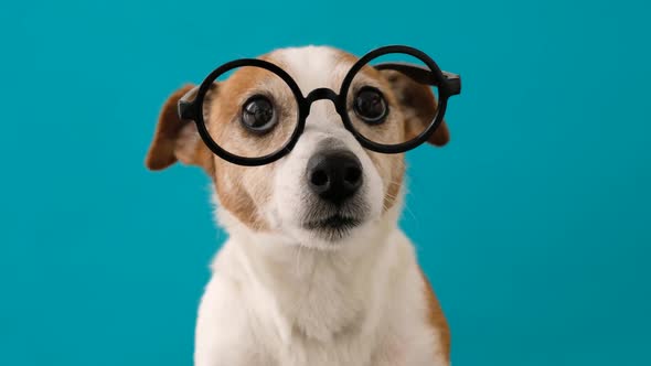 Smart Dog in Glasses Looking to the Camera alt