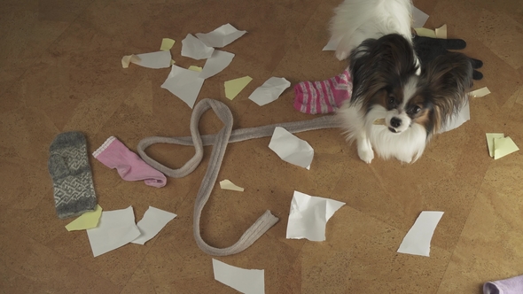 Dog Papillon Arranged Pogrom in the House Scattered Things and Tore the Paper Stock Footage Video alt