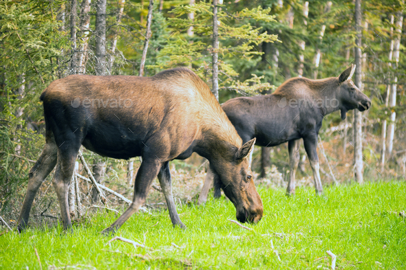 Female Moose Cow Calf Feeding On Grass Alaska Wilderness Stock Photo by ...