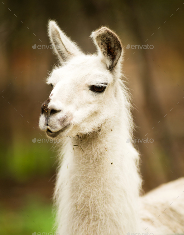 Lone Domestic Llama Farm Livestock Animals Alaska Stock Photo by