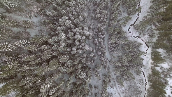 Flight Above Winter Forest on the North