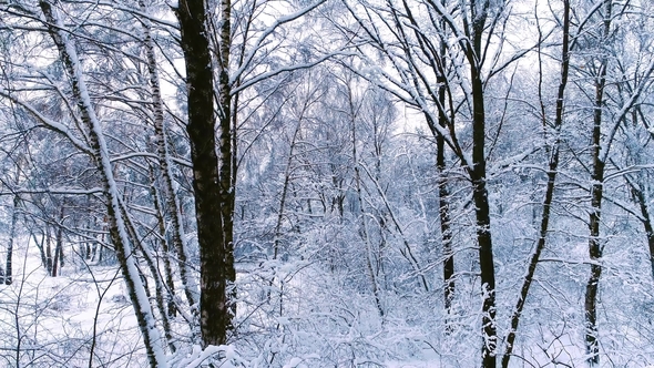 Snowy Branches in Forest. Winter Fairy Background alt