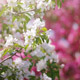 Blossoming Garden - VideoHive Item for Sale
