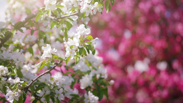 Blossoming Garden