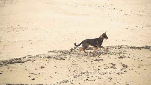 Puppy on a Sandy Beach