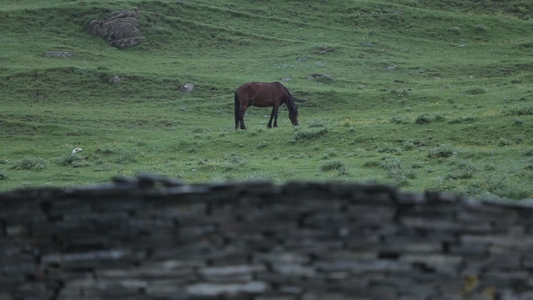 A Horse in the Georgian Caucasus Mountains