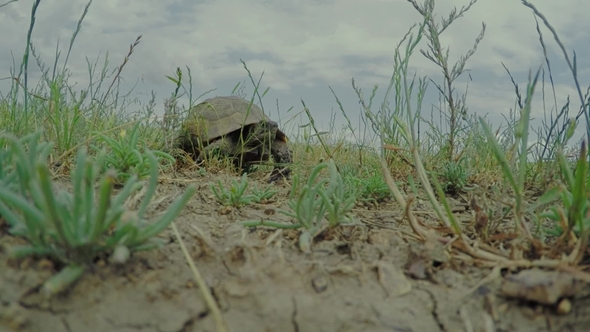 Turtle in the Georgian Field Animal, Reptile, Shell, Slow, Wildlife