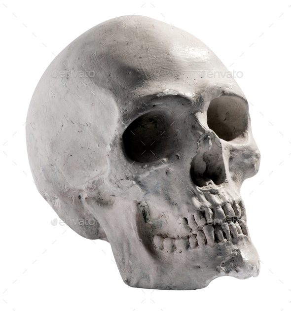 Toy model of a human skull - Stock Photo - Images
