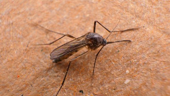 Mosquito Insect 072 alt