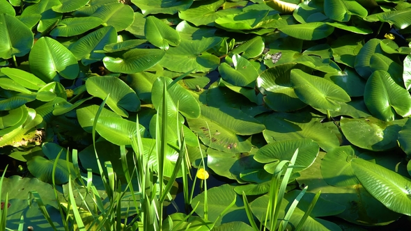 Green Leaves of Water Lilly