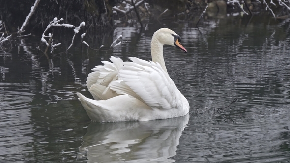 Swan on Winter Lake