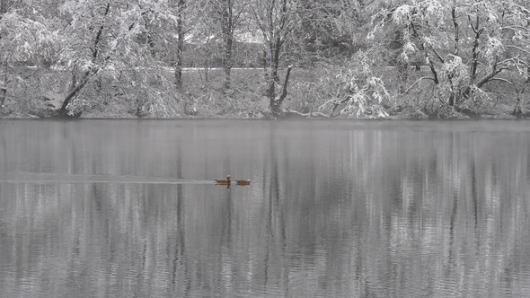 Ducks on the Lake in Winter