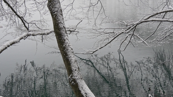 Ripples on the Water and Branches of Trees in Reflection