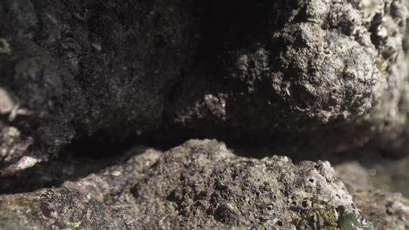 Beach Crab on Stones in Thailand Nature Animals