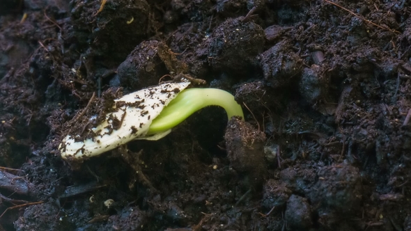 Germinated Seed Germinating Plant Growing Small Sprout Raise Up From the Ground Agriculture Concept