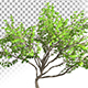 Bush Plant Bush Plant - VideoHive Item for Sale