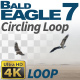 Bald Eagle-7 Circling Loop - VideoHive Item for Sale