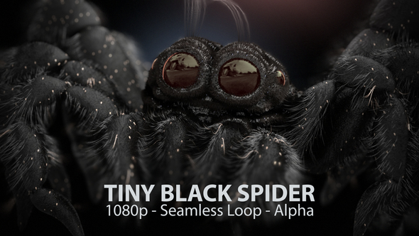 Tiny Black Spider