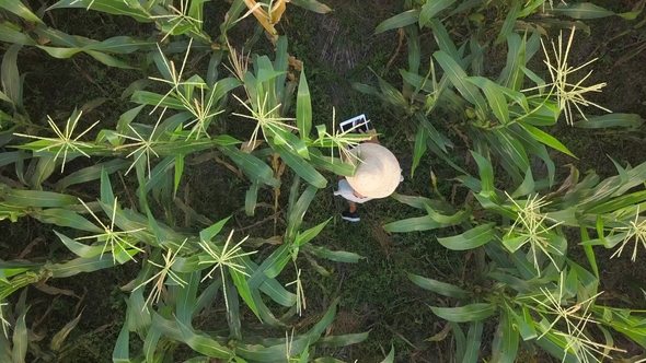 Farmer Woman in Hat Walking at Organic Farm Field and Checking Corn Quality Using Mobile