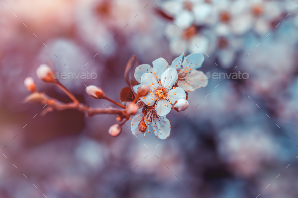 Cherry tree blossom - Stock Photo - Images