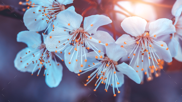 Cherry tree blooming - Stock Photo - Images