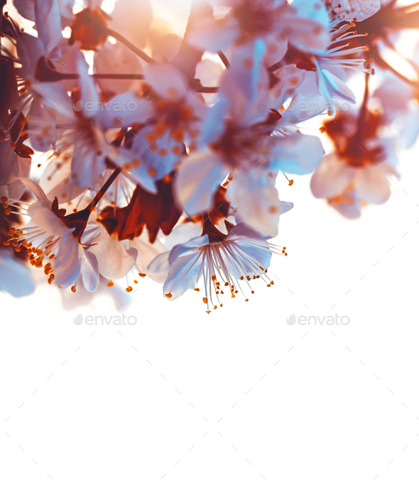 Cherry tree blooming border - Stock Photo - Images