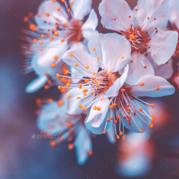 Gentle cherry tree blossoming - Stock Photo - Images