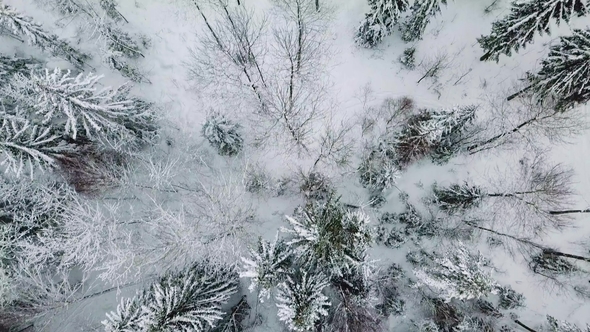Flying Directly above Large Forest in the Cold Winter
