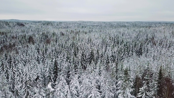 Flying Slow above Large Forest in the Cold Winter