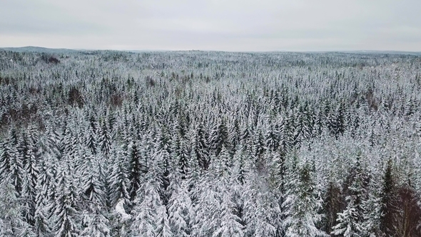 Flying Slow above Large Forest in the Cold Winter alt