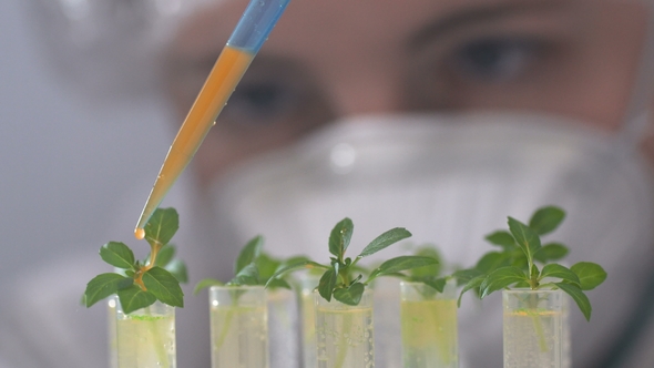 The Biologist Pours the Reagent Into Test Tubes with Plants alt
