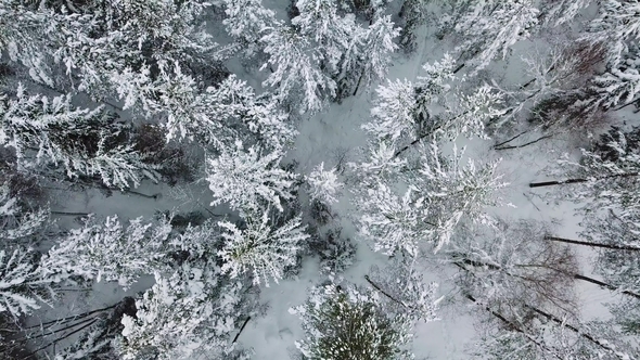 Flying up Directly above Large Forest in the Cold Winter