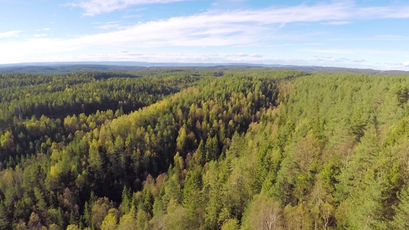 Camera Flying above Large Spruce Tree Forest