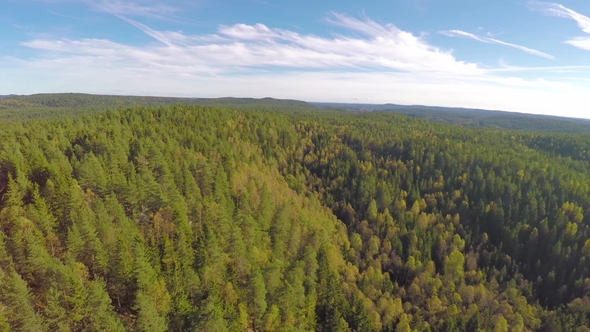 Flying High above Large Spruce Tree Forest