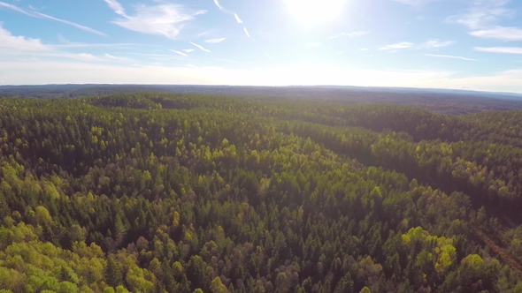 Flying High above Large Spruce Tree Forest