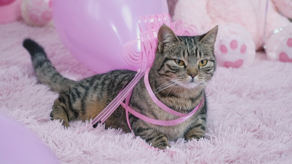 Cat with a Bow on the Bed