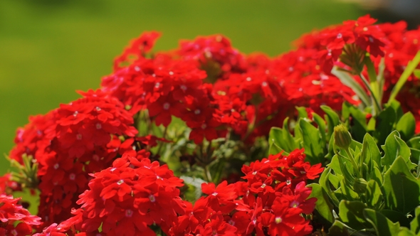 Vivid Small Red Flowers Swaying in Wind in a Garden