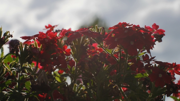 Shrub with Small Red Flowers Swaying in Wind in a Garden,  Shot Against of Sun