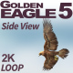 Golden Eagle-5 Side View - VideoHive Item for Sale