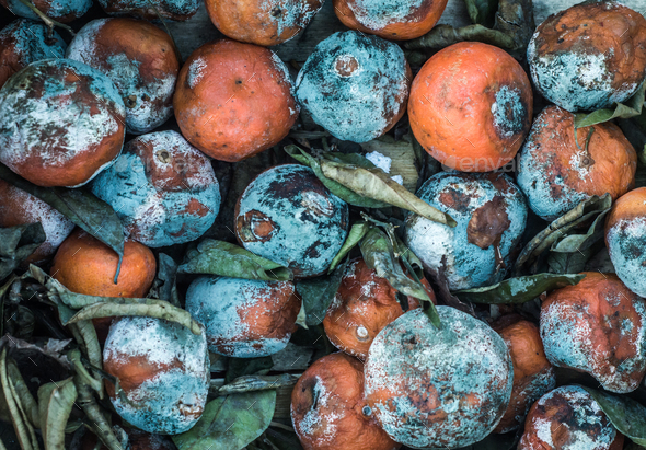 Rotting Fruit Texture Background - Stock Photo - Images