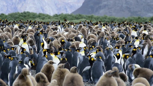 King Penguins at South Georgia