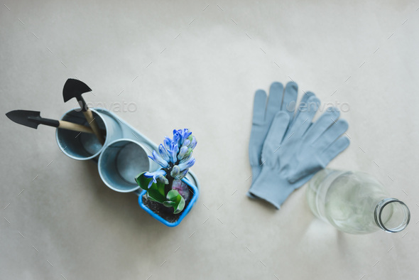 hyacinth, gardening tools, gloves and bottle with water - Stock Photo - Images