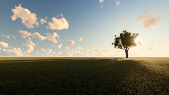 Tree on Meadow