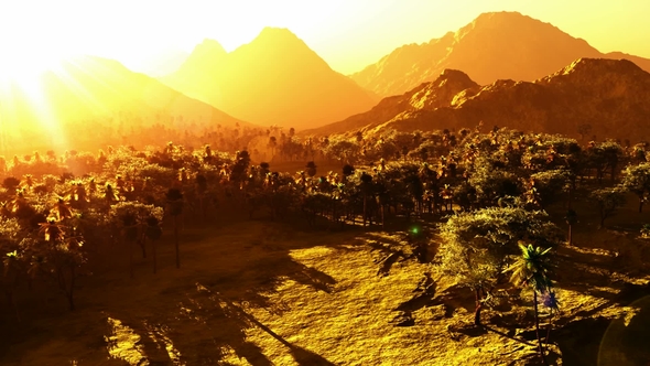 Green Forest at Sunset, Motion Graphics | VideoHive