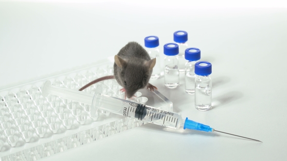 Gray Laboratory Mouse with an Immunological Plate, a Syringe and Vials alt