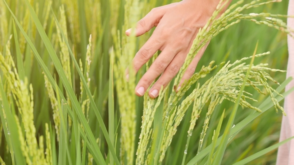 Female Hand Playing with Ears of Rice Swinging on Wind at Paddy Field. , . Bali, Indonesia.